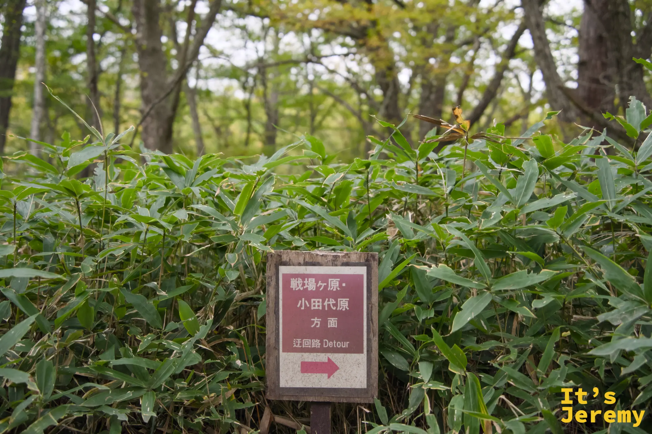 「戦場ヶ原・小田代原方面 迂回路 Detour」指示牌，紅色箭頭指向繞行方向