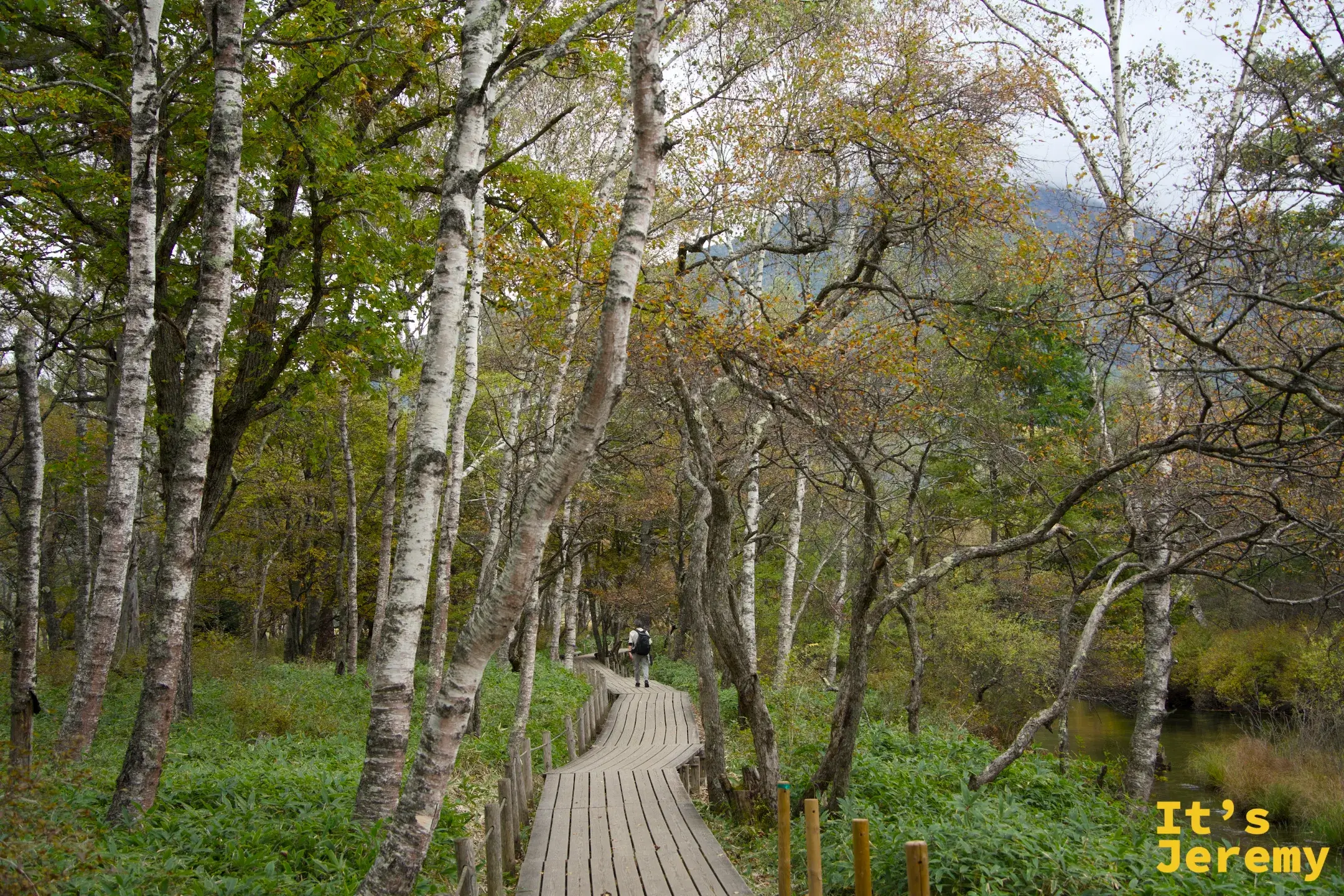 白樺樹間的木棧道，左側有小水塘，光線透過樹冠落在地面