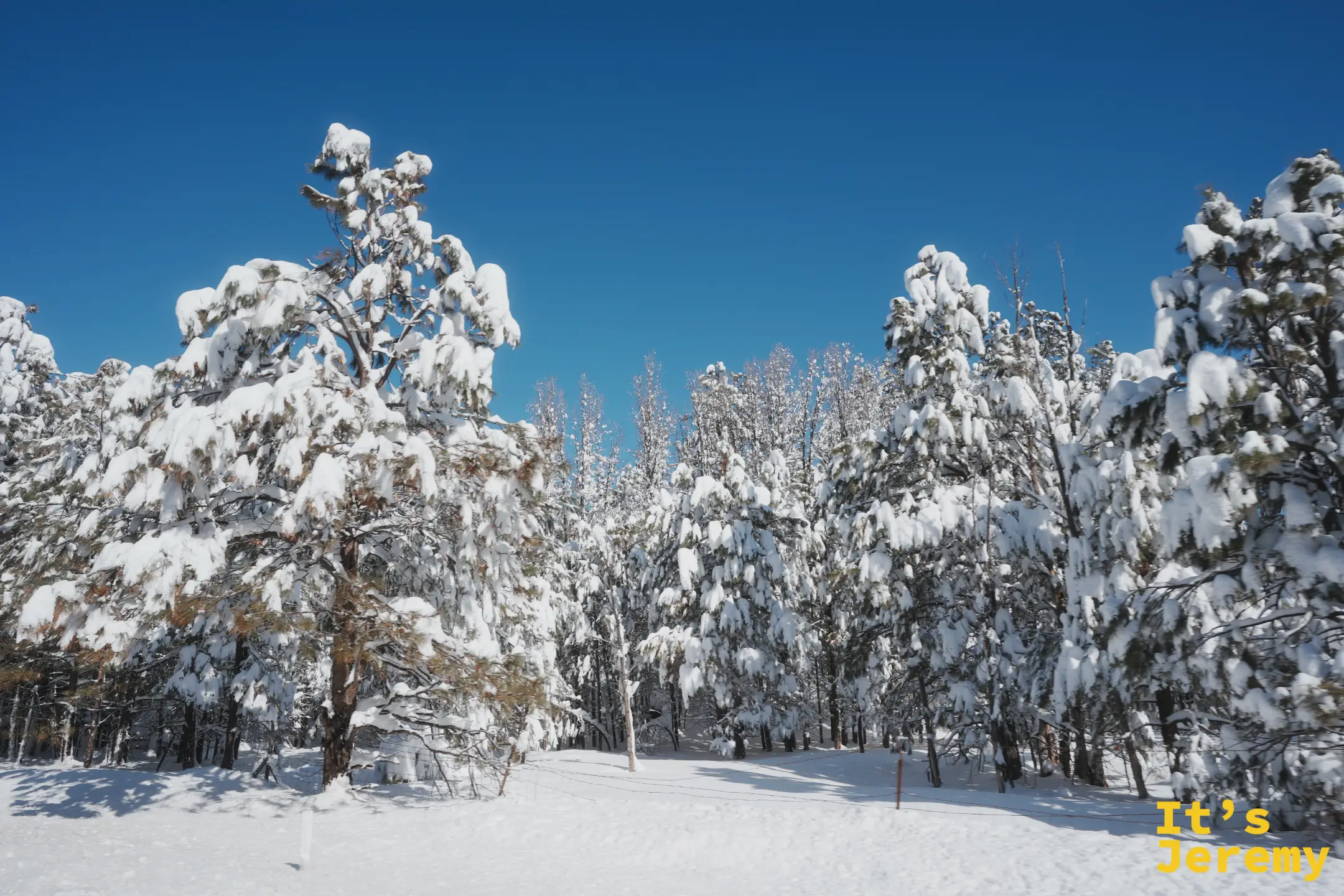 公路兩旁一整片被大雪壓彎的松林，深厚的雪地與湛藍天空，陽光灑在雪白的樹上