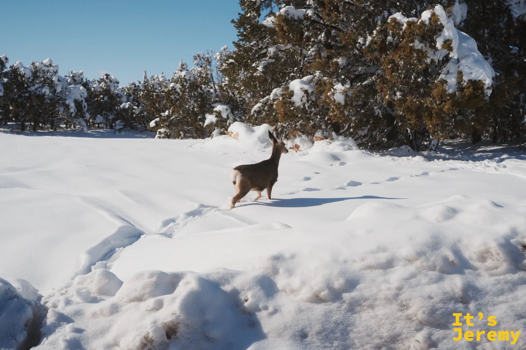 一頭鹿走在深厚的雪地上，身後是掛滿雪的松林，天空湛藍
