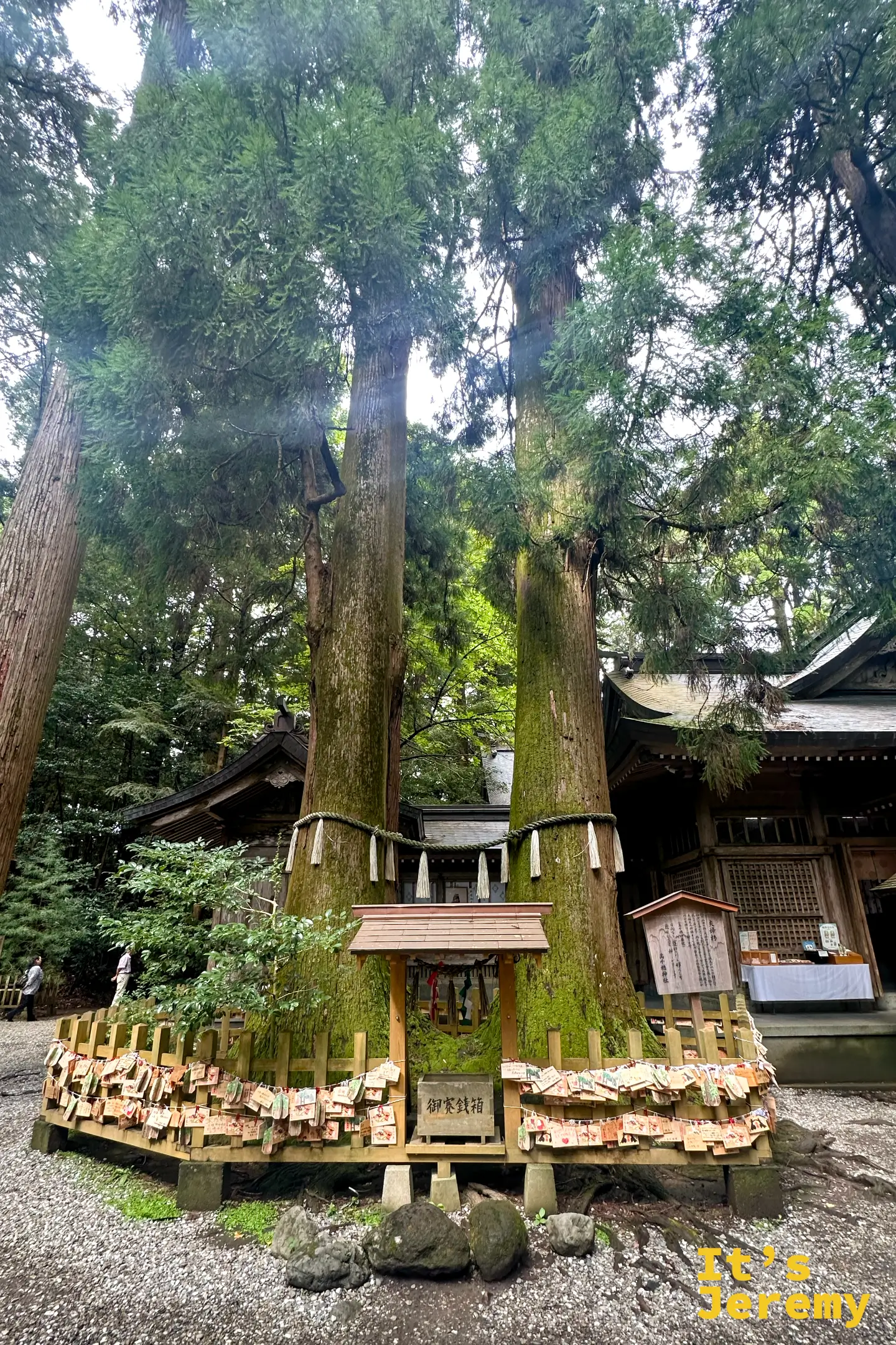 高千穂神社的夫婦杉，兩棵巨大杉木從根部緊緊相依共生，前方柵欄掛滿一片片祈願繪馬