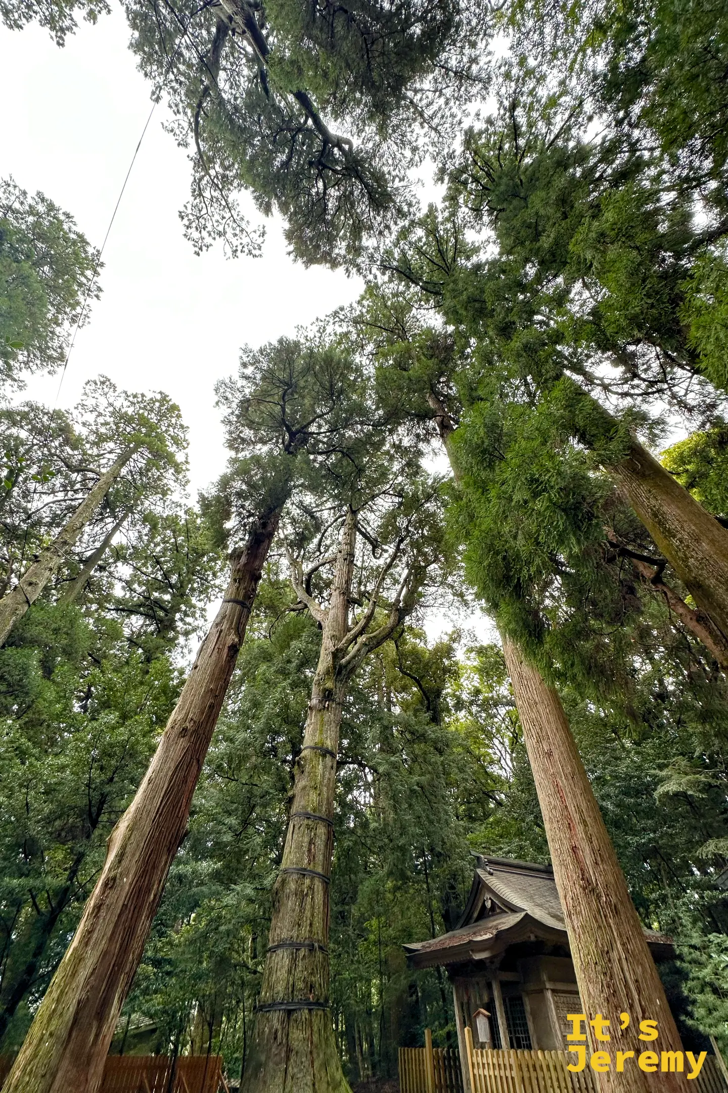 高千穂神社境內的巨大杉木，樹幹筆直往上，幾乎看不到樹頂