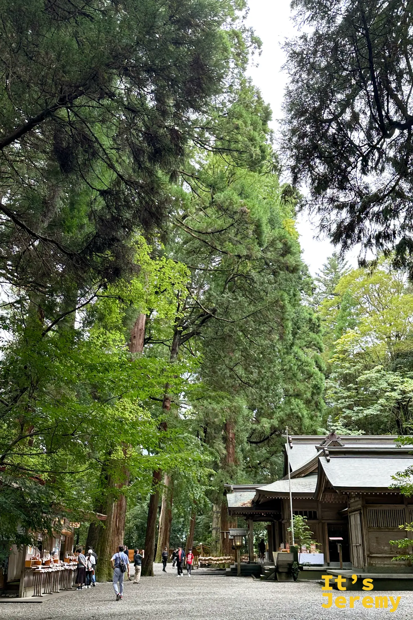 高千穂神社的參道，遊客走在杉林間，右側是神社建築