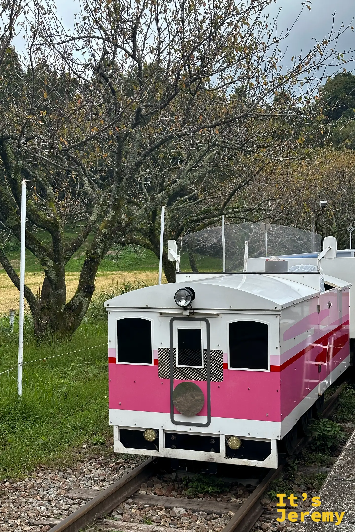 粉紅配白的 Grand Super Cart 觀光小火車車頭，停在櫻樹與稻田旁的軌道上