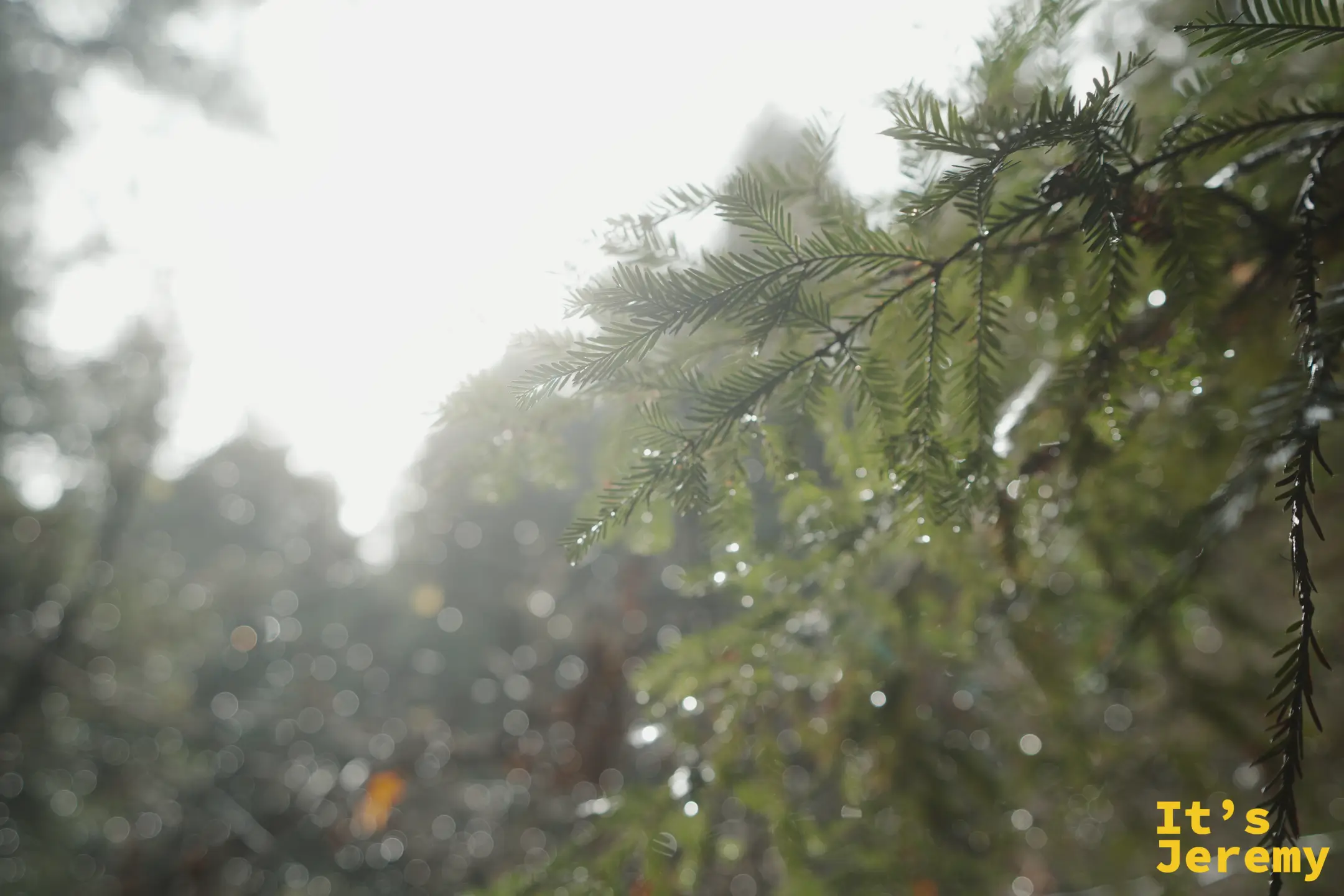 紅木的針葉小枝特寫，逆光下葉尖掛著一顆顆雨後的水珠