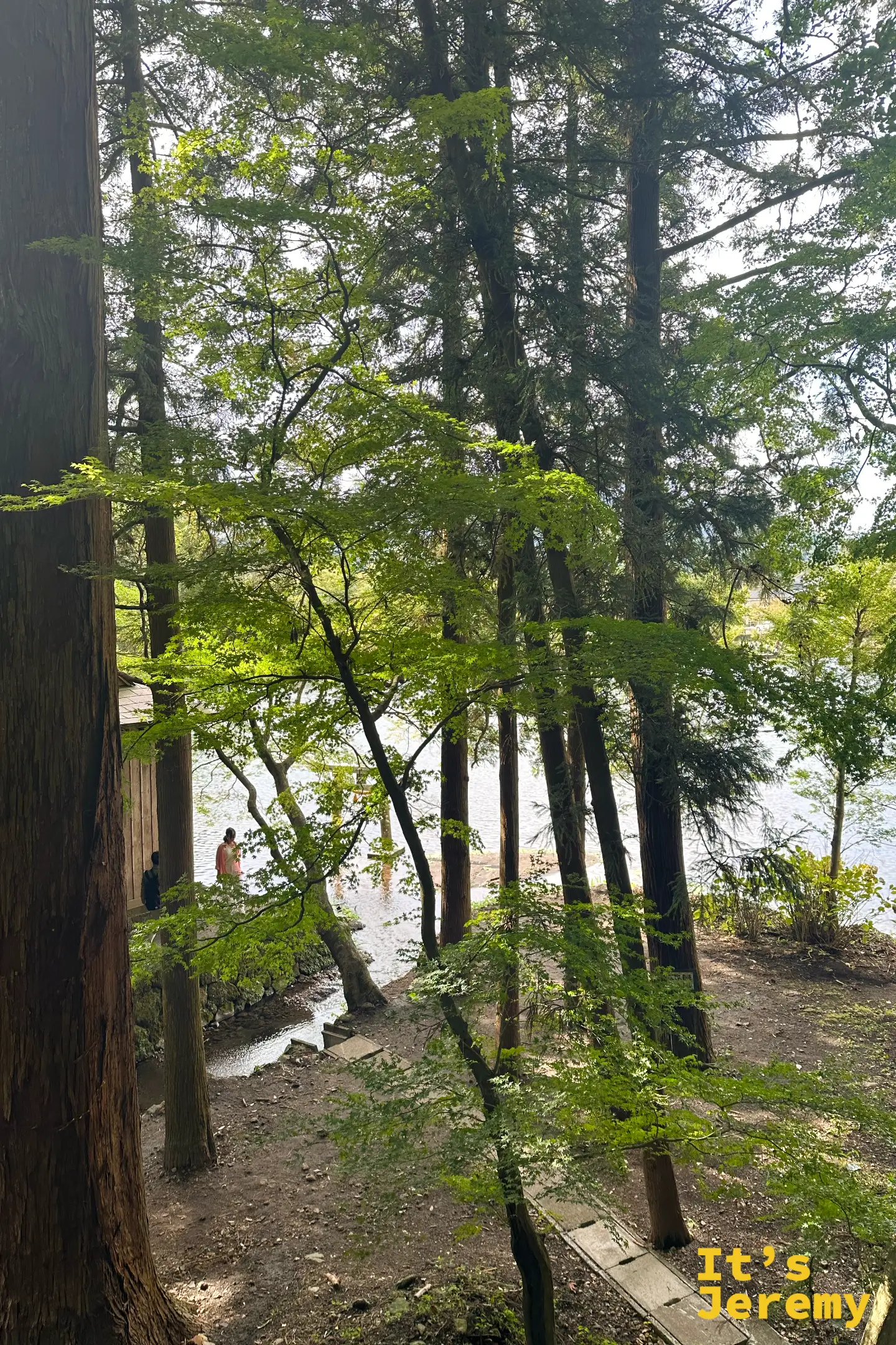從樹林縫隙望出去的金鱗湖，逆光下湖面波光與對岸剪影