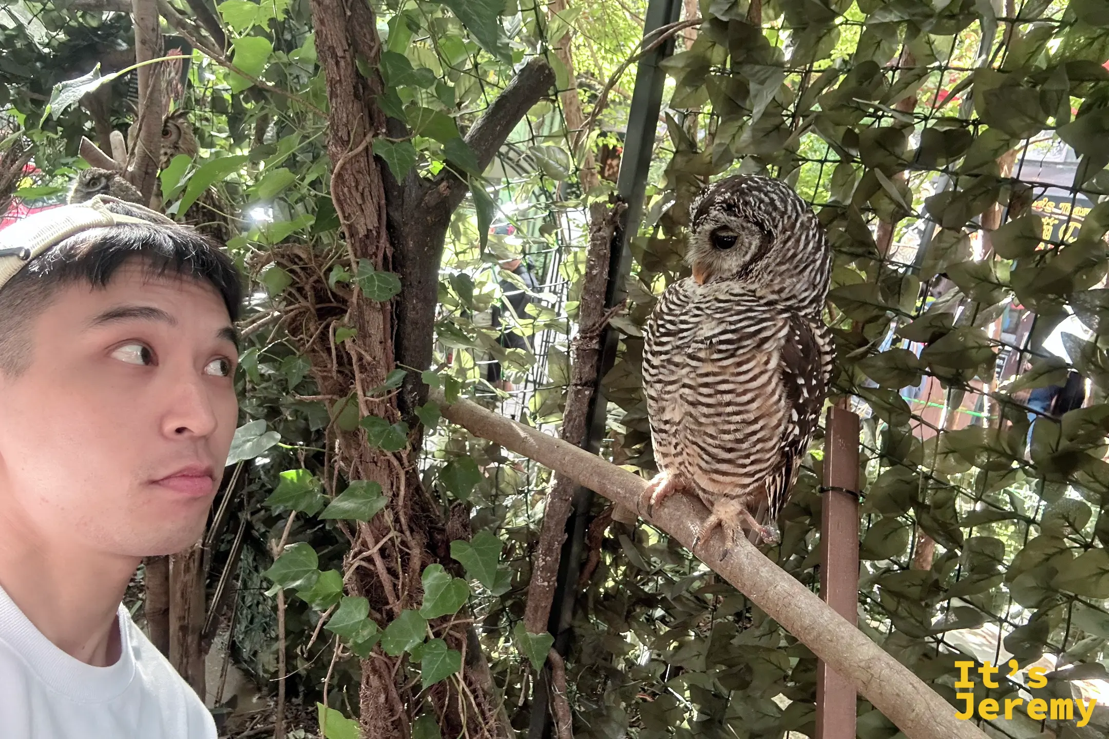 胸前橫紋明顯的林鴞側身站在樹枝上，黑色眼睛