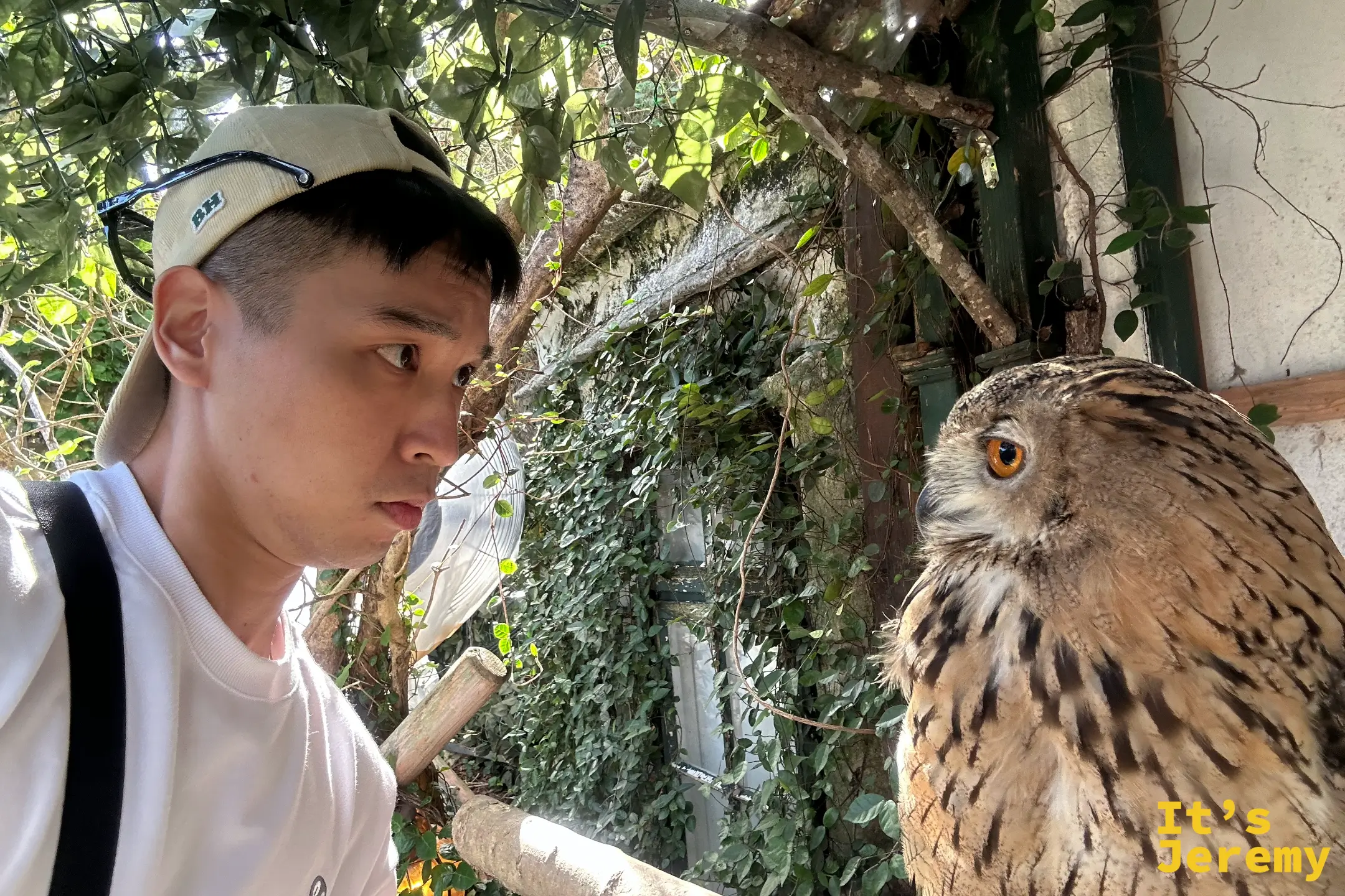 Jeremy 戴白帽與一隻歐亞雕鴞面對面對望，雕鴞睜著橙色大眼