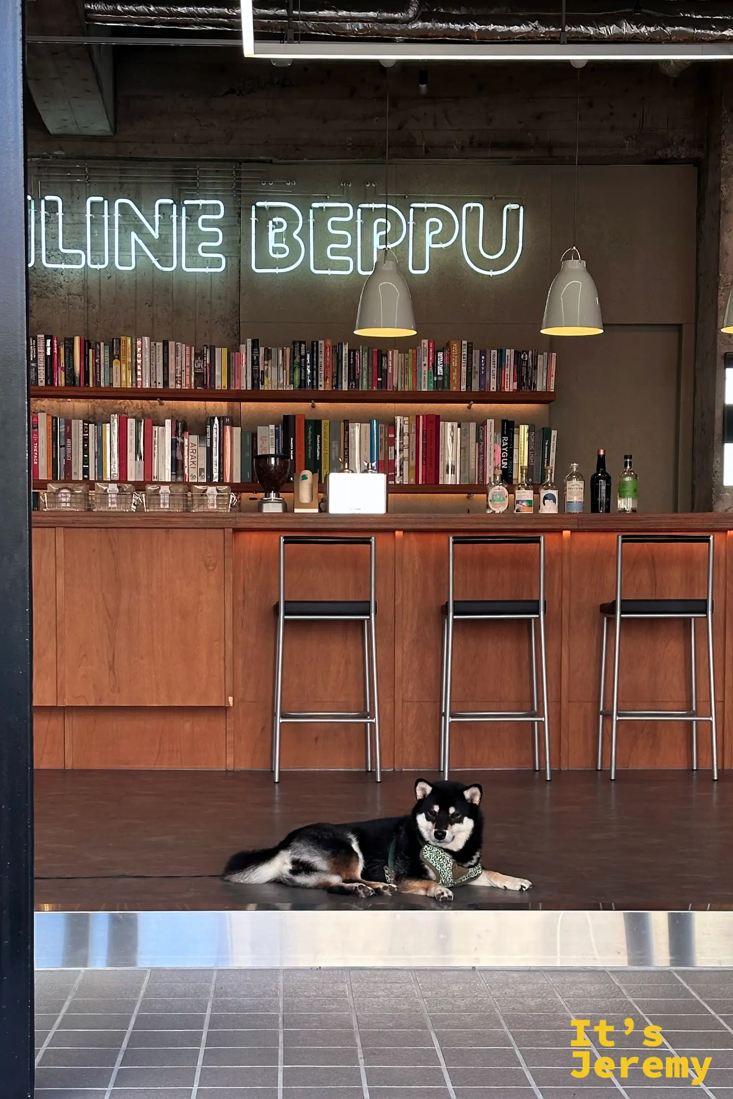 路過的店裡，一隻黑柴犬慵懶地趴在木地板與磁磚交界處