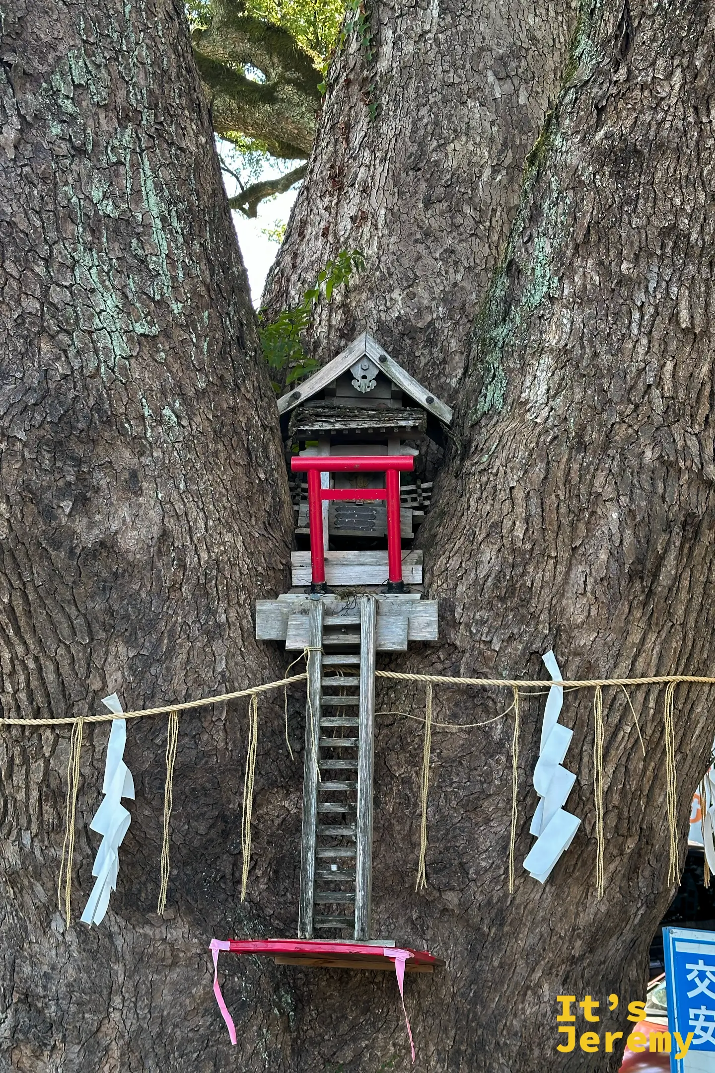 加藤神社內樹上的迷你鳥居,獨特的民俗景觀