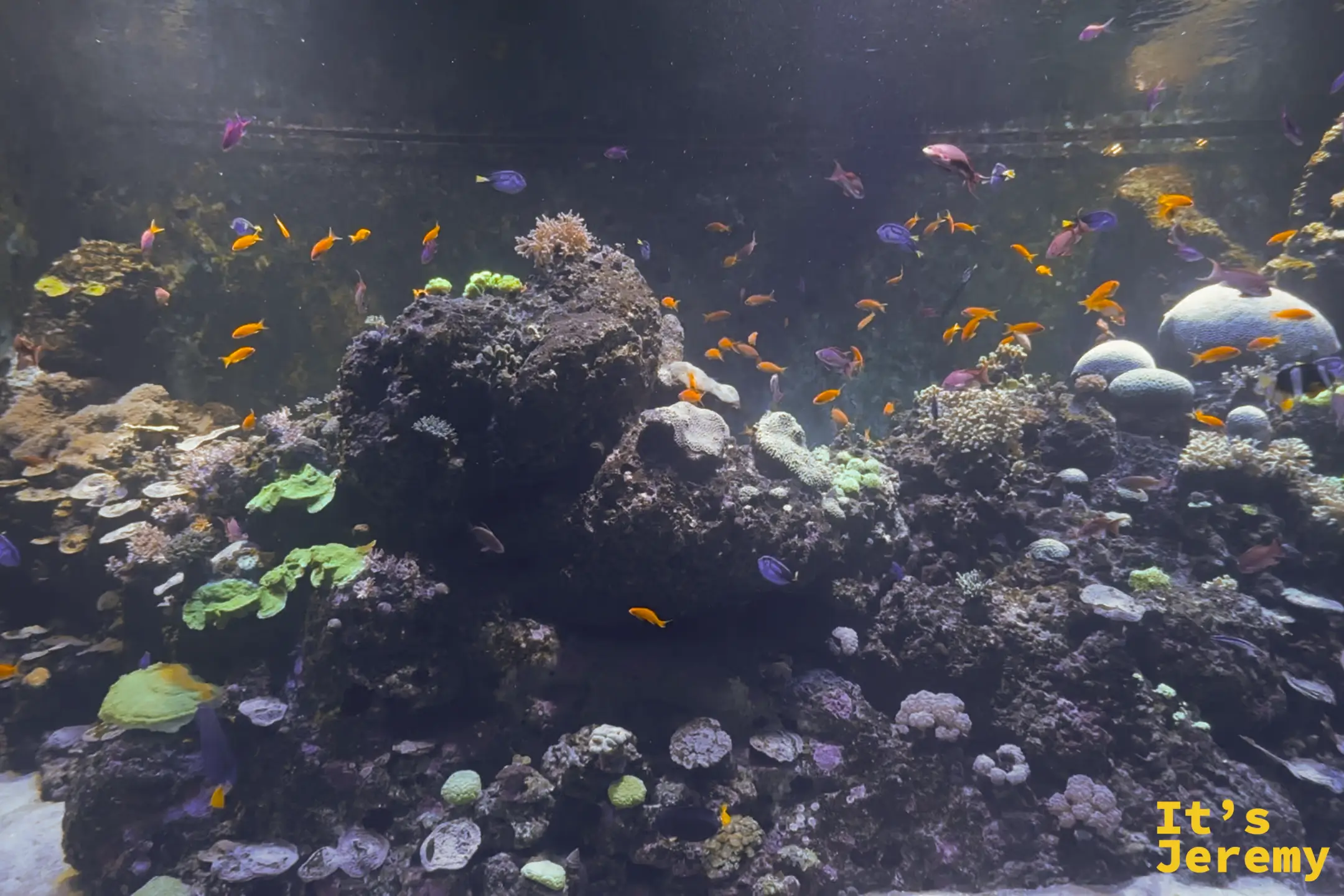 S.E.A. 海洋館裡的小丑魚躲在海葵觸手之間，展示共生生態