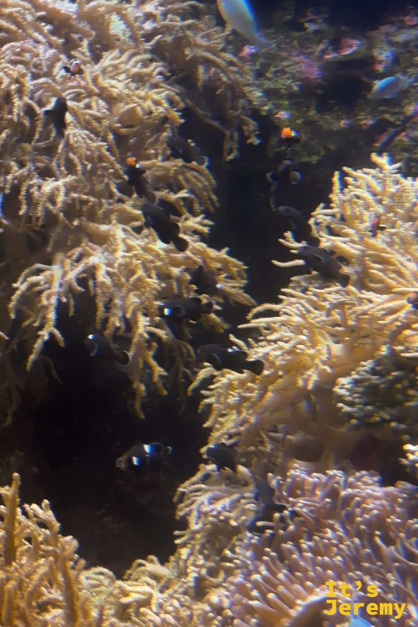 S.E.A. 海洋館近距離觀察小丑魚與海葵的互動