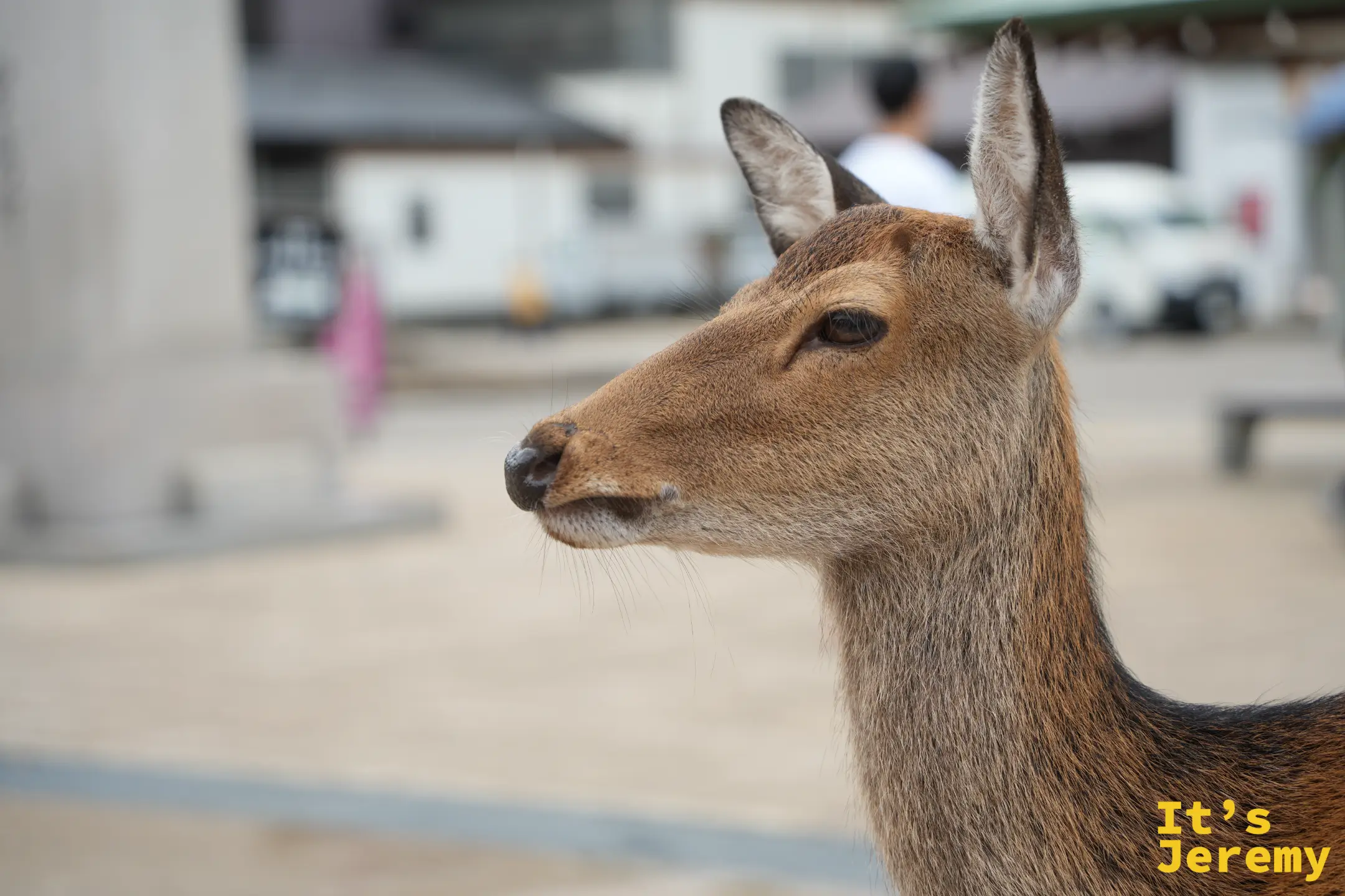 宮島棧橋外的鹿