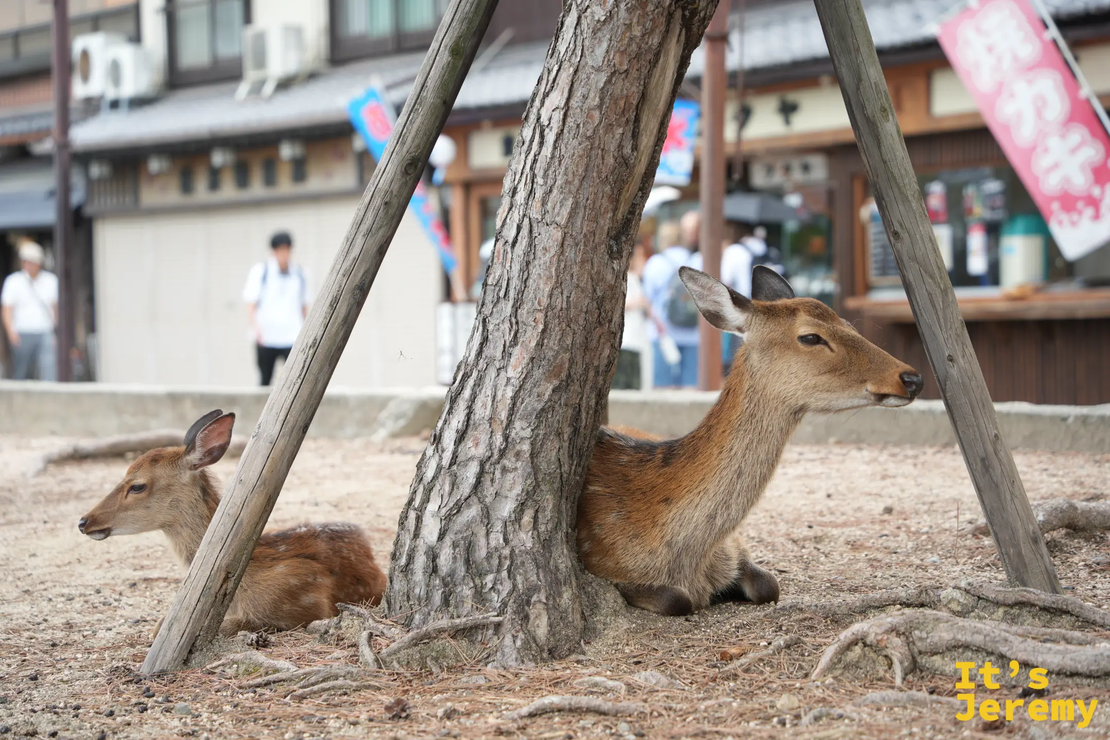 嚴島神社入口鳥居附近趴在樹幹旁的兩隻鹿