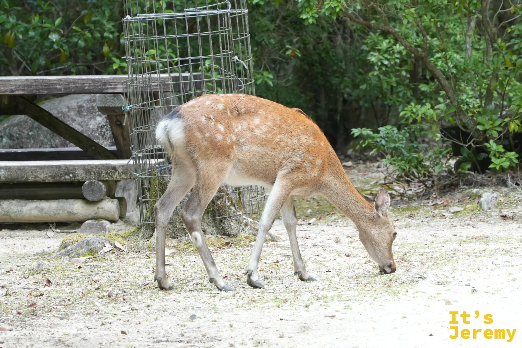 紅葉谷公園裡低頭覓食的鹿