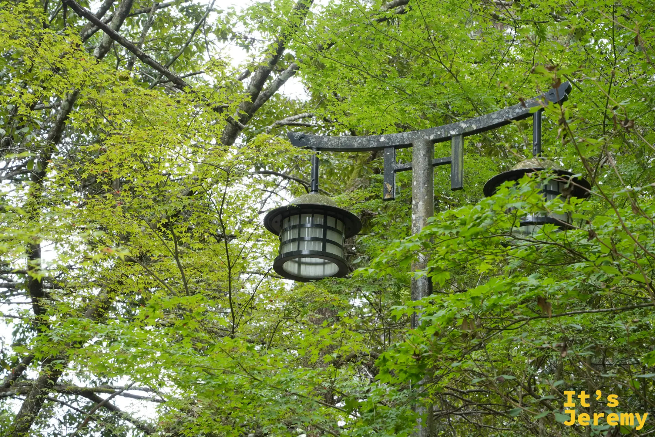 紅葉谷公園裡被樹包圍的路燈