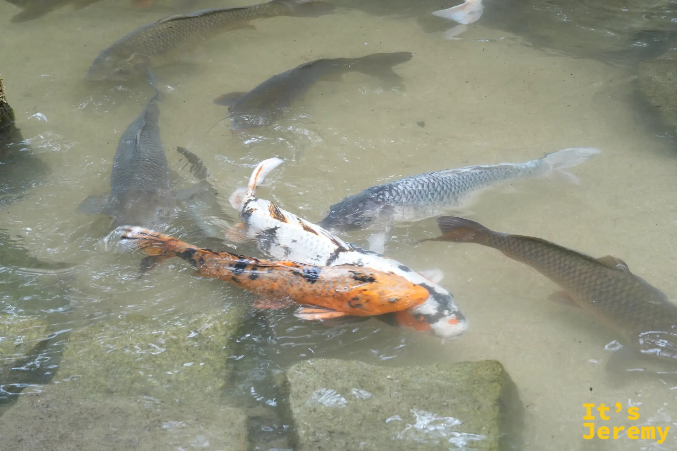 紅葉谷公園池塘裡的鯉魚