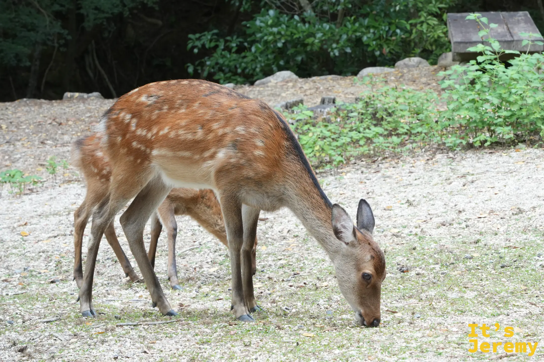 紅葉谷公園裡另一隻正在覓食的鹿