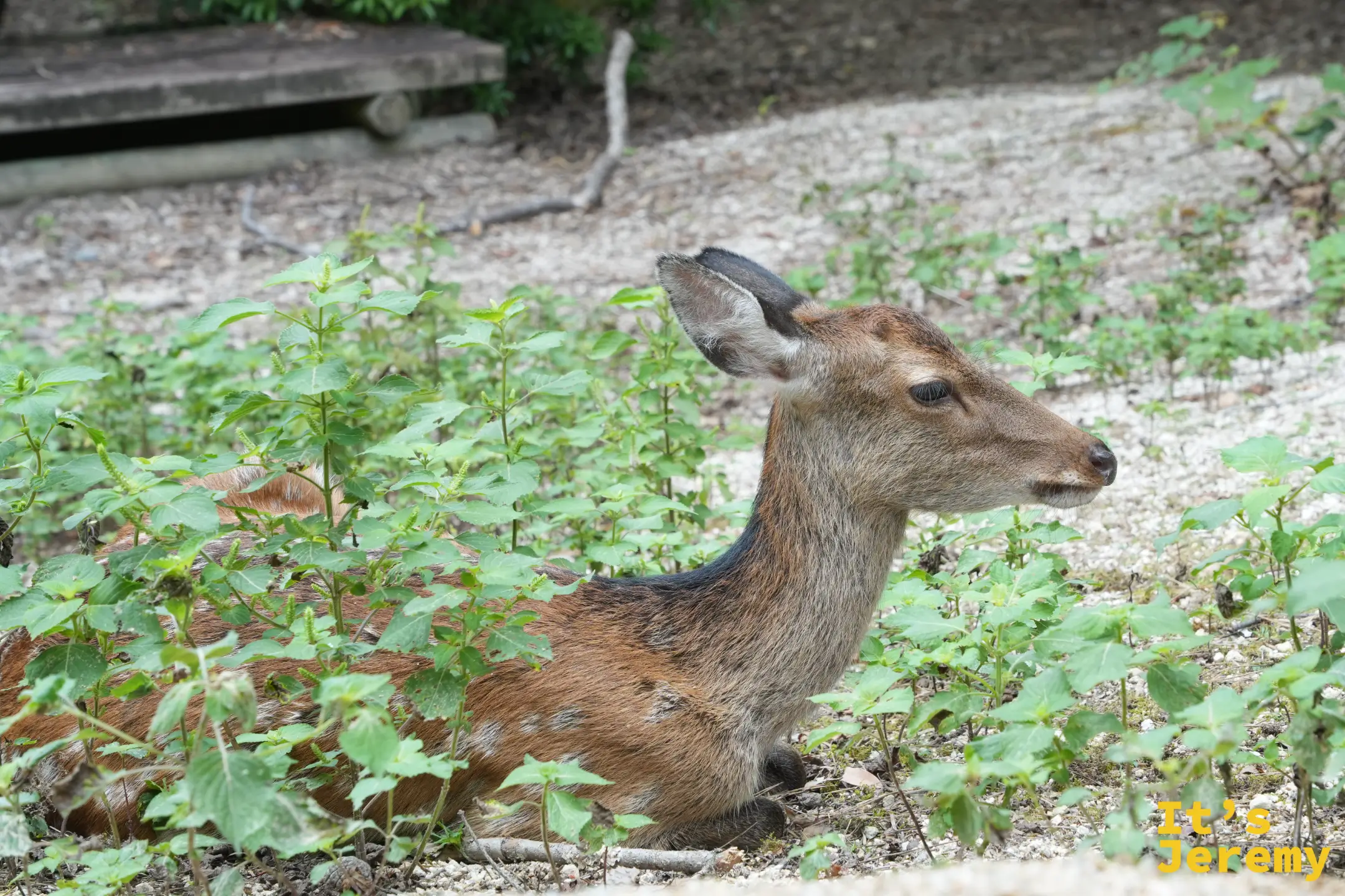 紅葉谷公園裡趴著休息的鹿