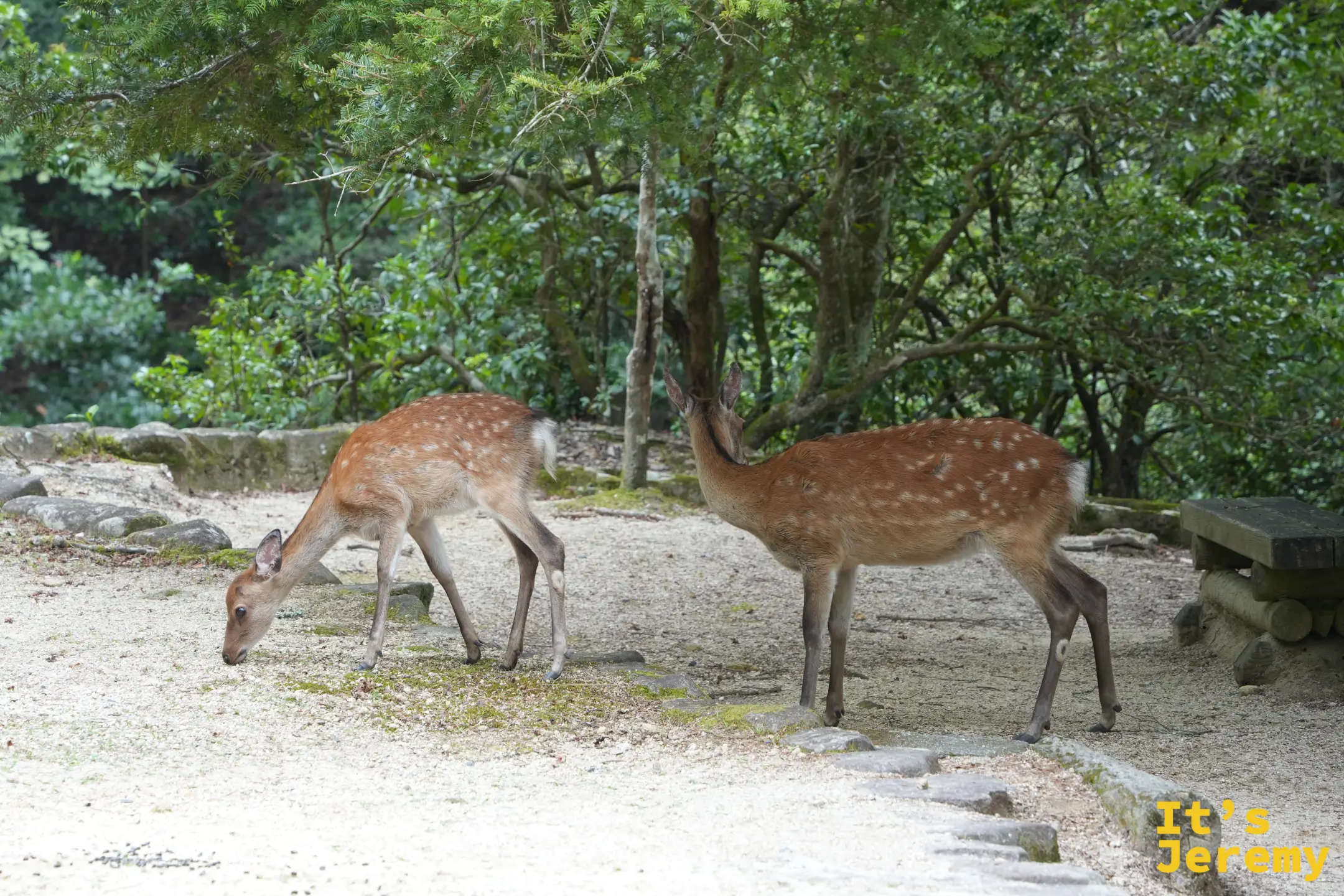 紅葉谷公園裡覓食的鹿