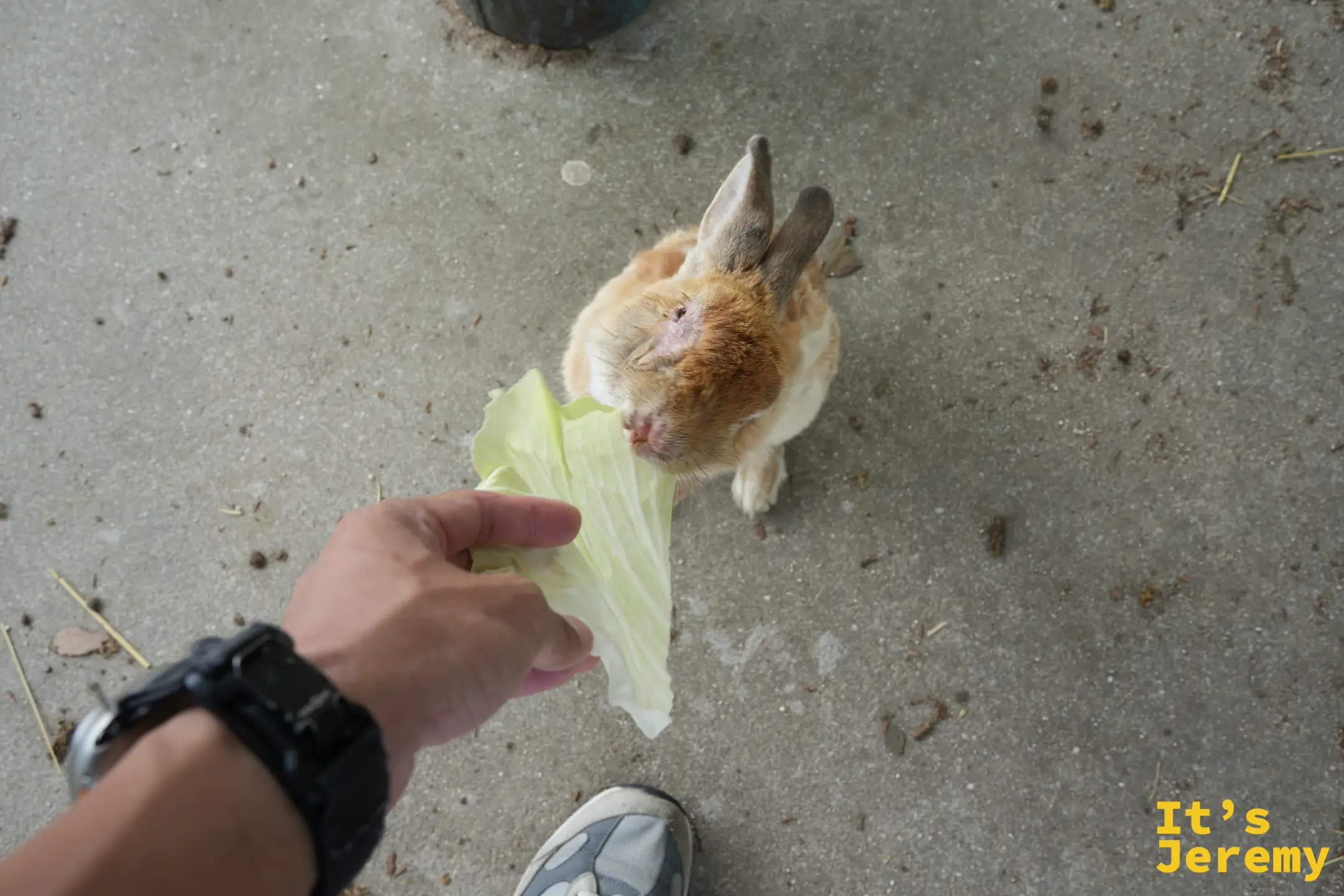 拿出高麗菜葉，兔子站起來討食