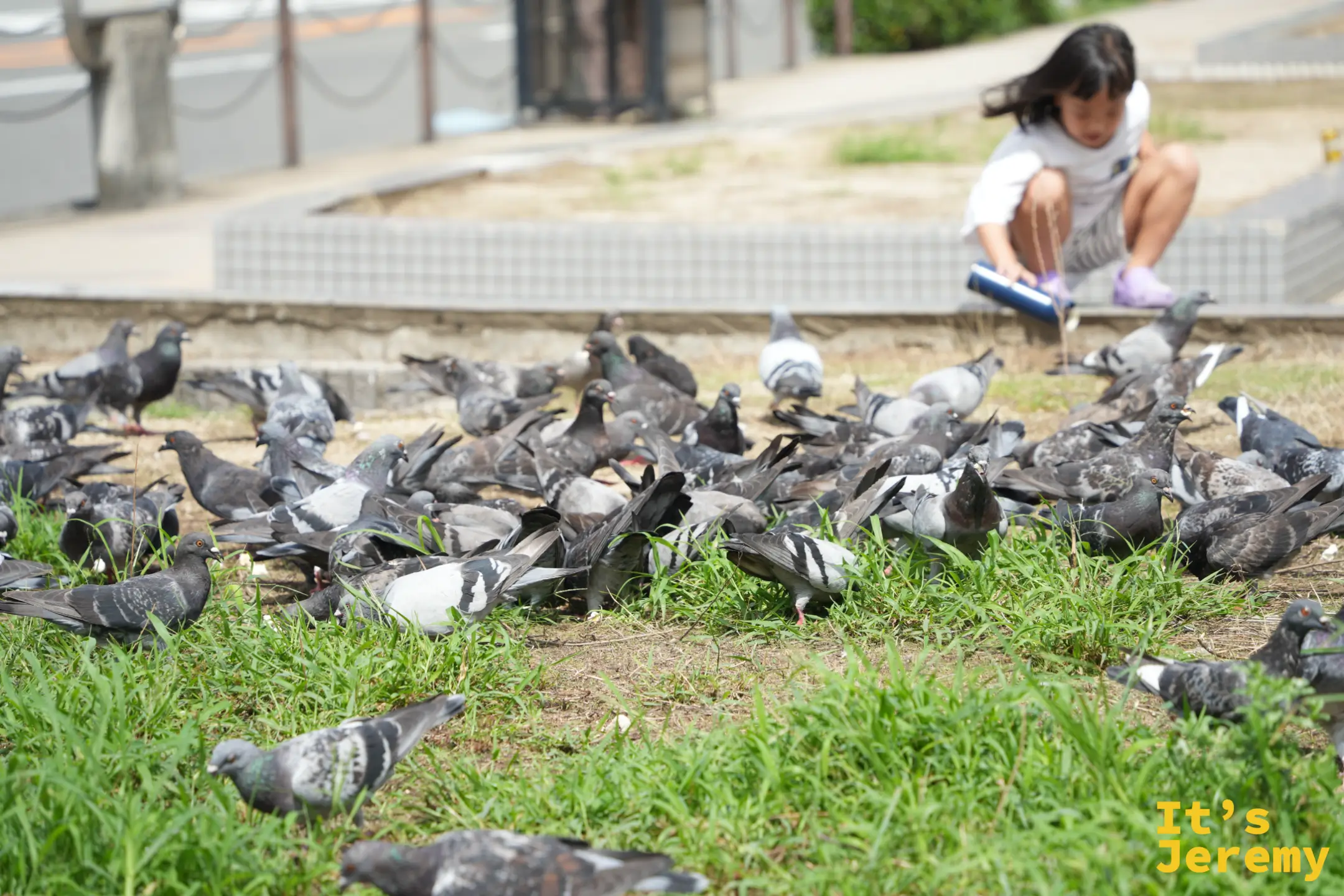 新今宮站附近的草地上，一群鴿子與蹲著的小女孩