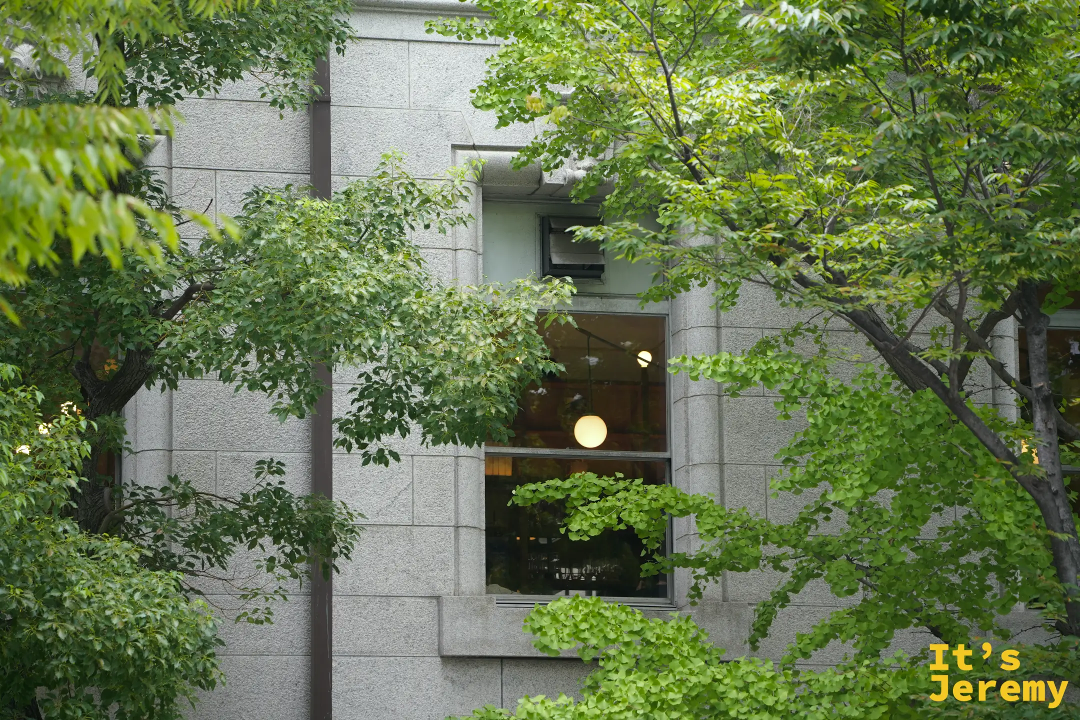 樹葉後方的圖書館窗戶